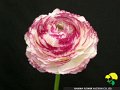 Ranunculus chihonomai